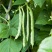 大量精品口感番茄大量上市诚信代购