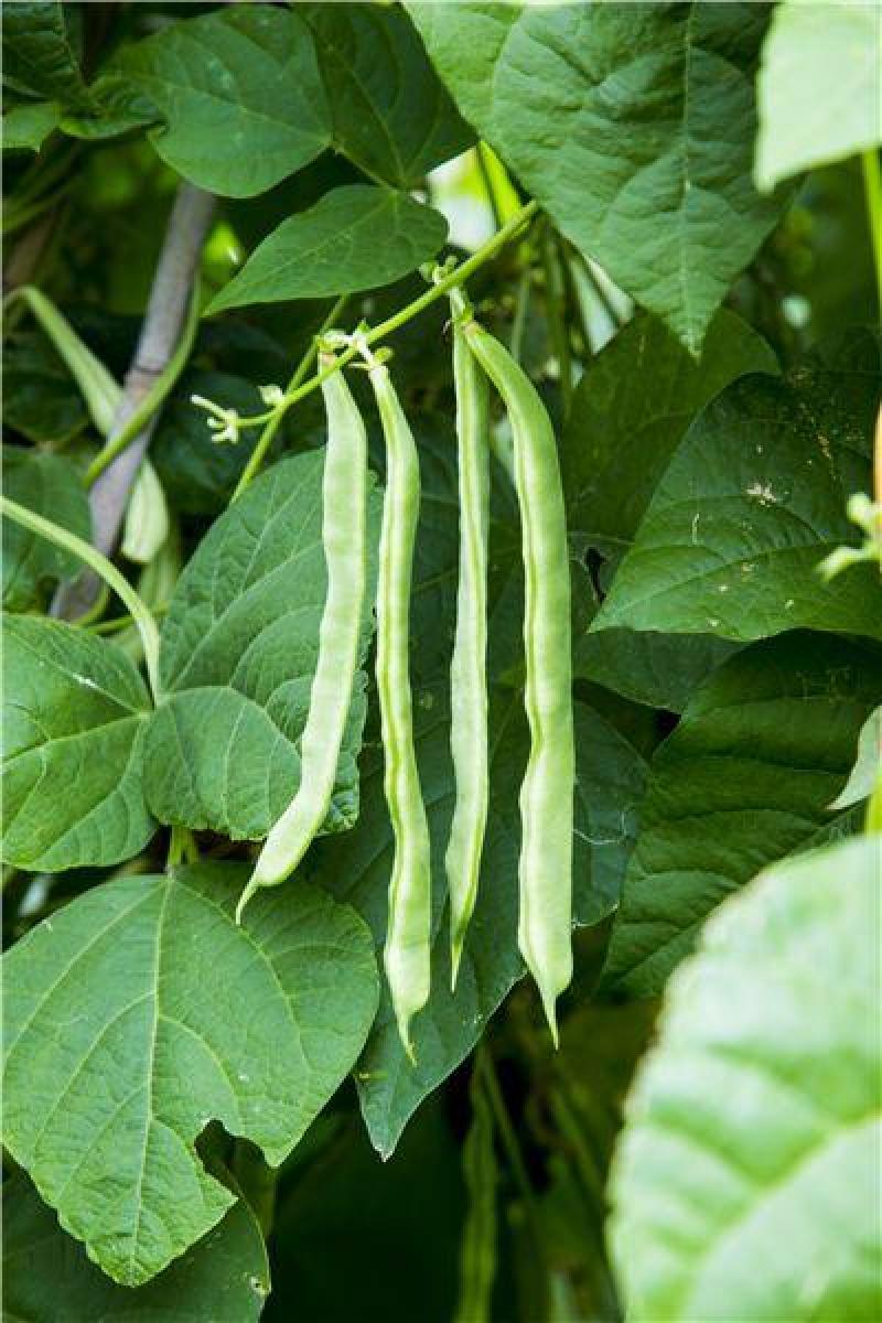 大量精品口感番茄大量上市诚信代购