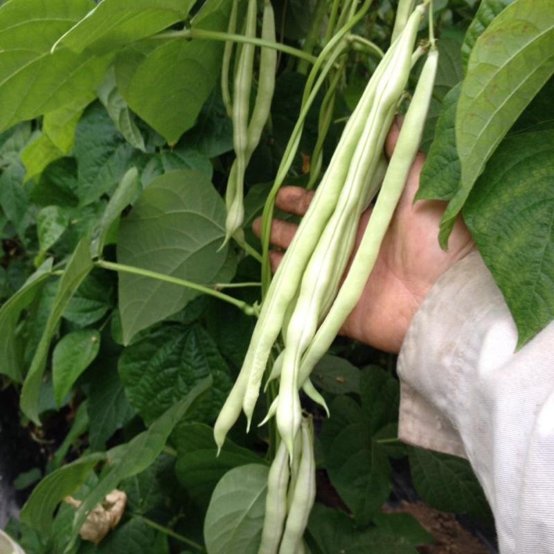 大量精品口感番茄大量上市诚信代购