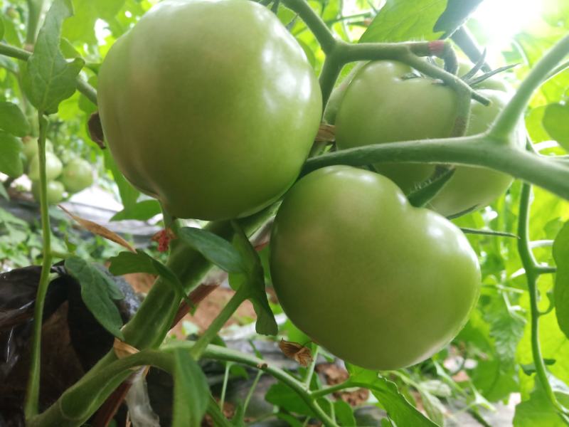 大量精品口感番茄大量上市诚信代购