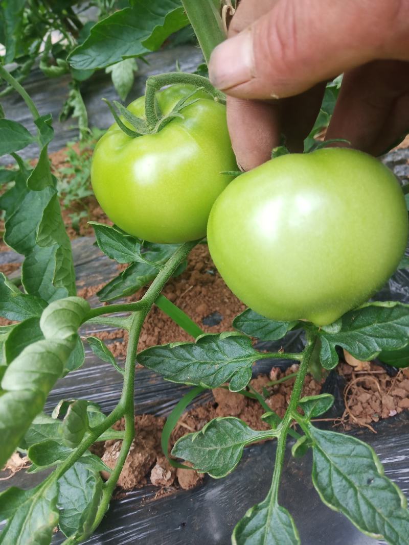 大量精品口感番茄大量上市诚信代购