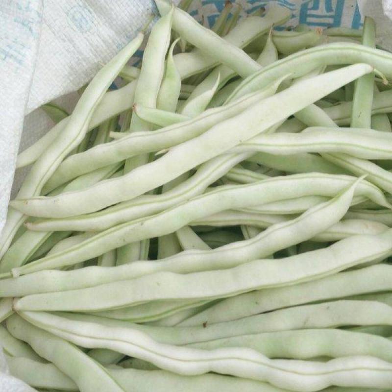大量精品口感番茄大量上市诚信代购