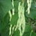 大量精品口感番茄大量上市诚信代购