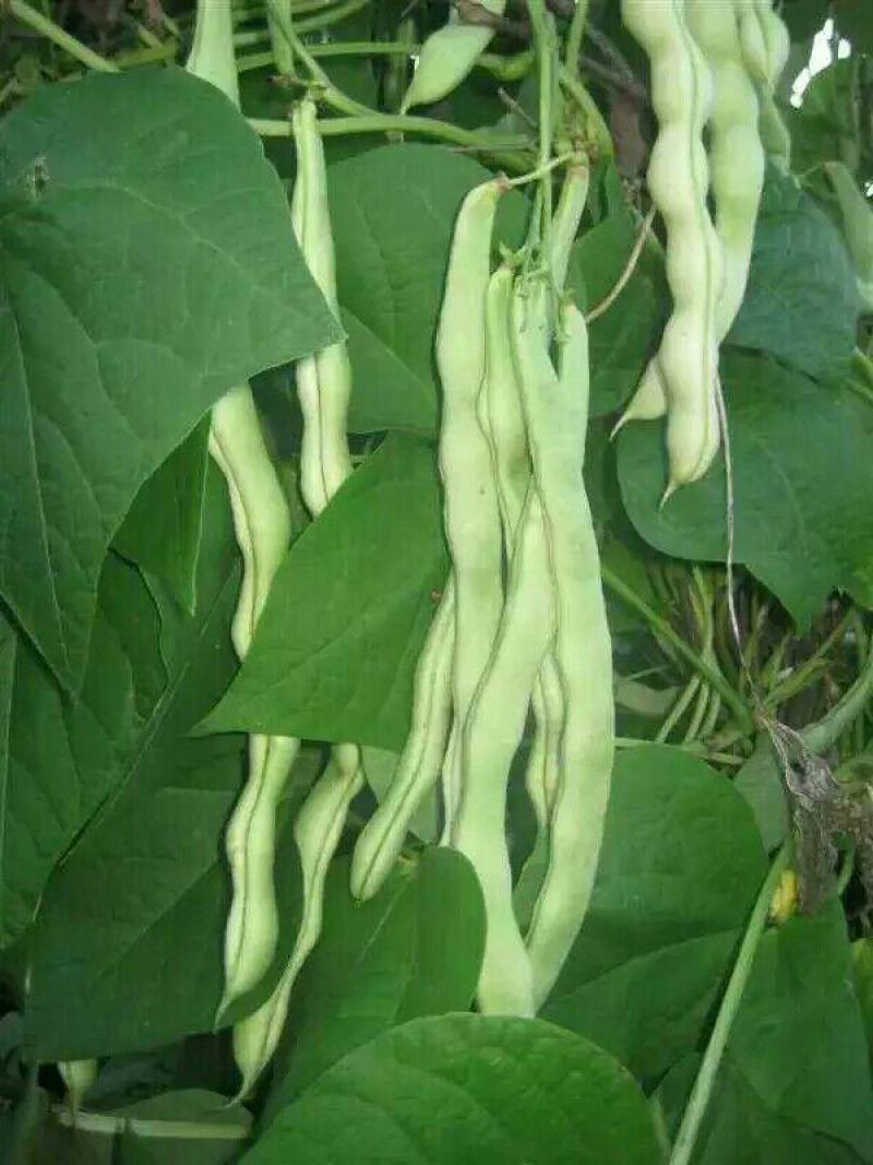 大量精品口感番茄大量上市诚信代购