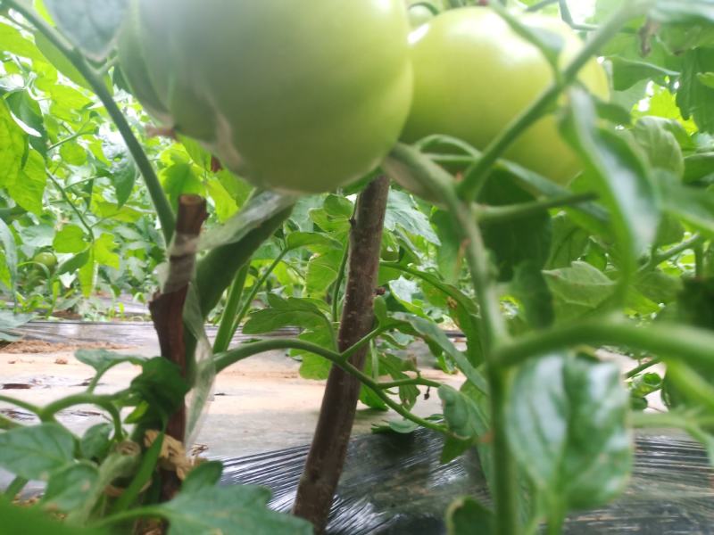 大量精品口感番茄大量上市诚信代购