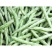 大量精品口感番茄大量上市诚信代购