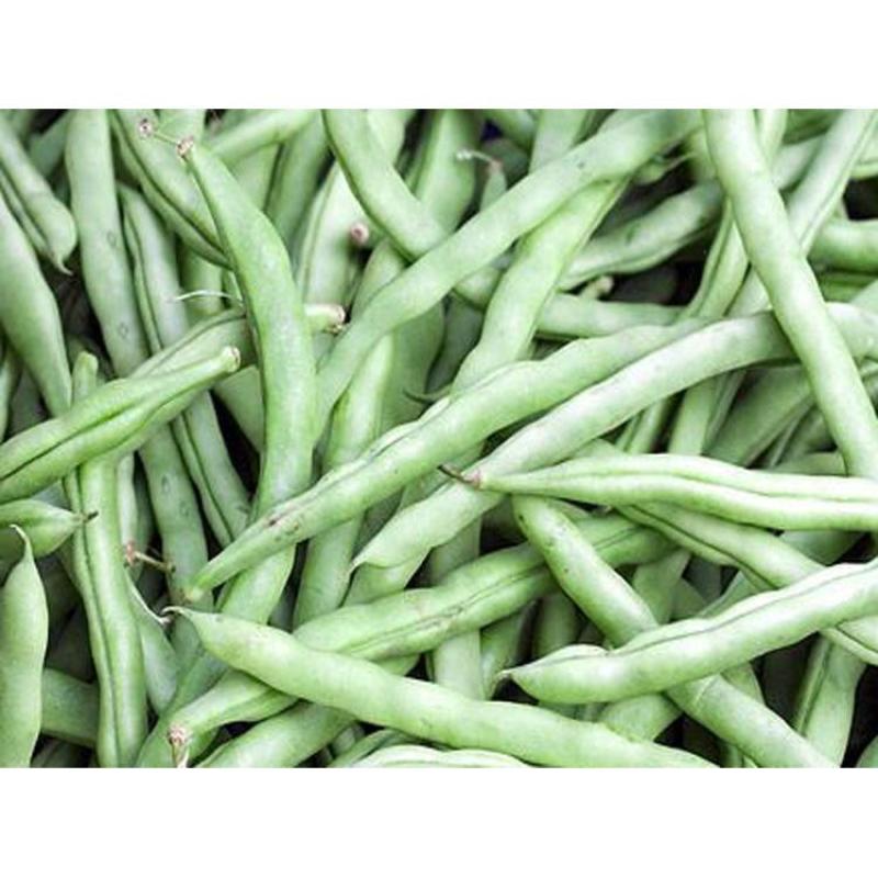 大量精品口感番茄大量上市诚信代购
