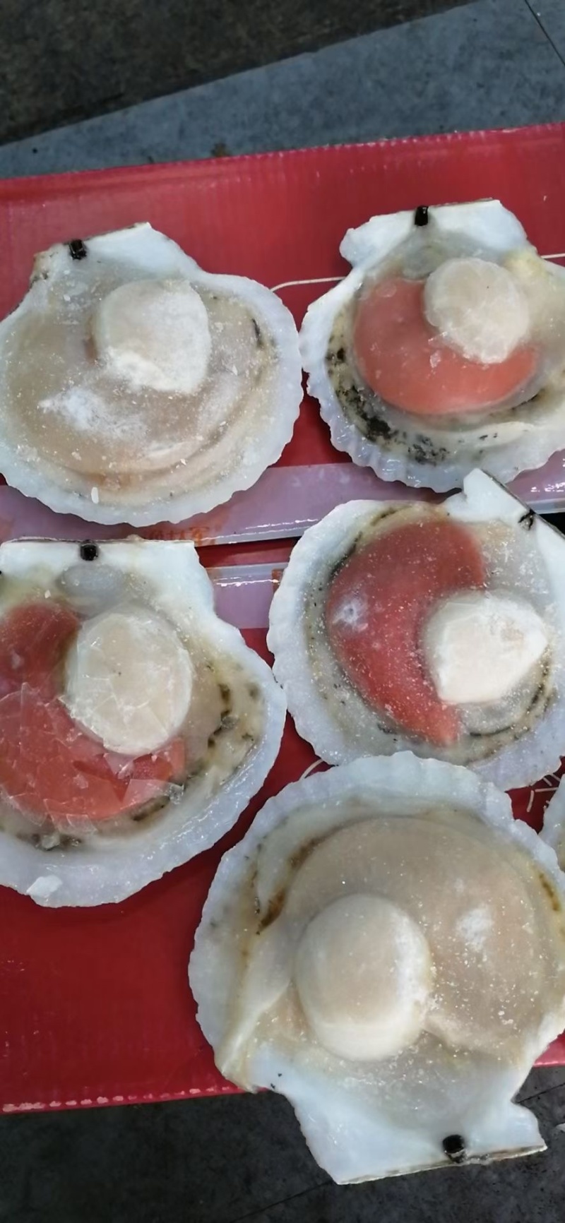 吊笼扇贝-肥而不软，不泡水不泡药，原汁原味的扇贝！