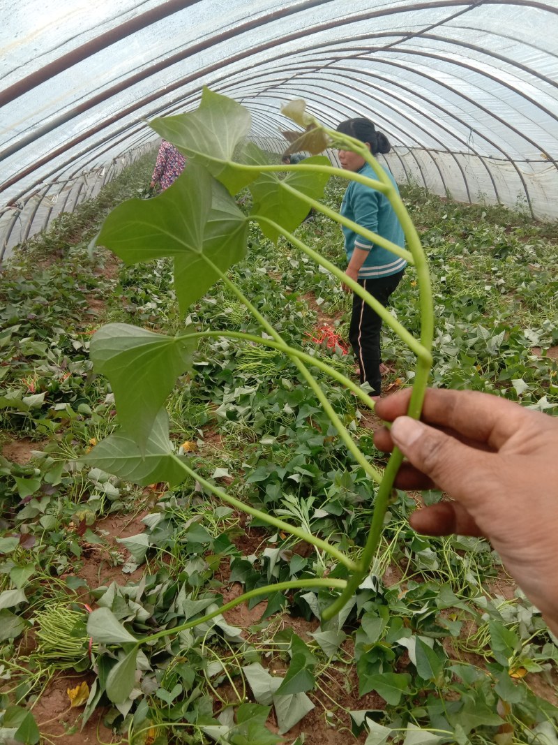 脱毒西瓜红红薯苗(普薯32)，冷棚扩繁，根粗苗壮，易成活