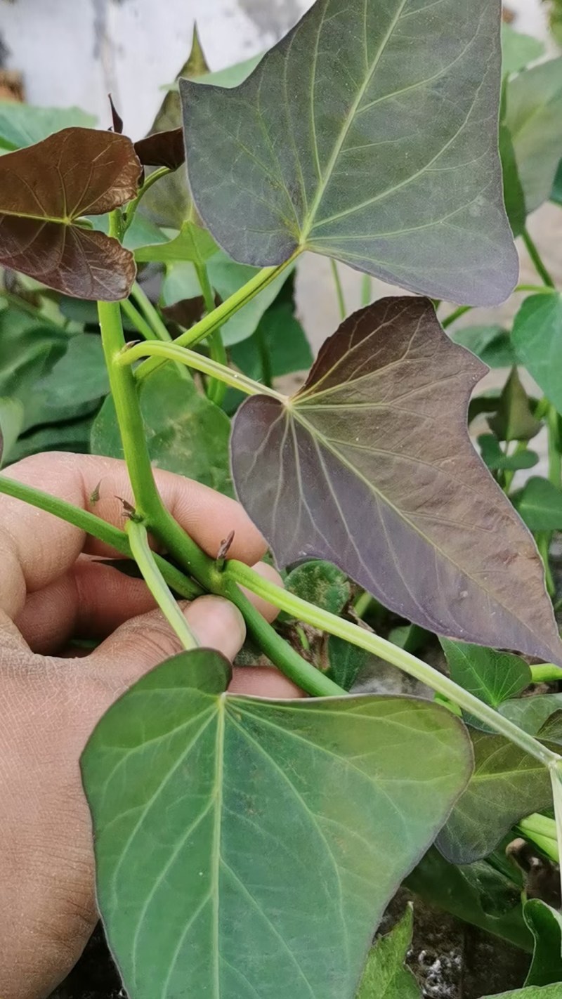 脱毒西瓜红红薯苗(普薯32)，冷棚扩繁，根粗苗壮，易成活