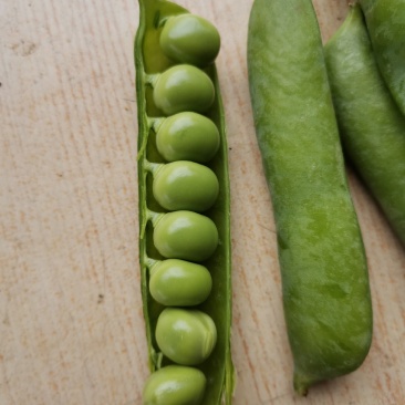 大角青豌豆和小角白豌豆，货源充足量大从优