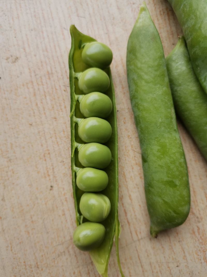 大角青豌豆和小角白豌豆，货源充足量大从优