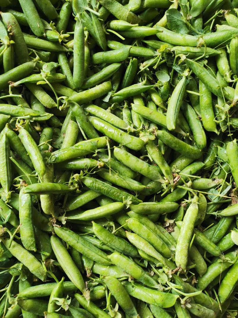大角青豌豆和小角白豌豆，货源充足量大从优