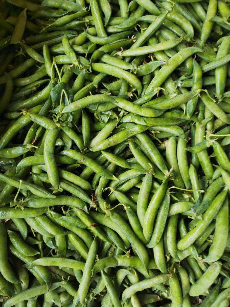 大角青豌豆和小角白豌豆，货源充足量大从优