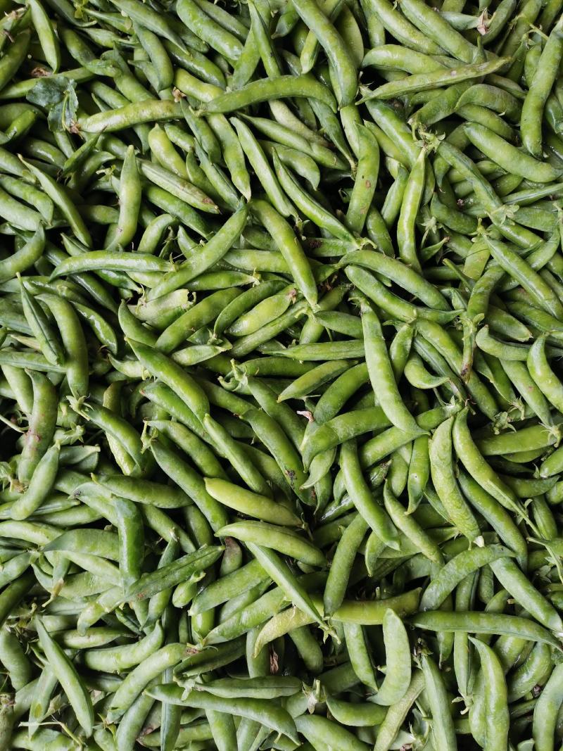 大角青豌豆和小角白豌豆，货源充足量大从优