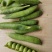 大角青豌豆和小角白豌豆，货源充足量大从优