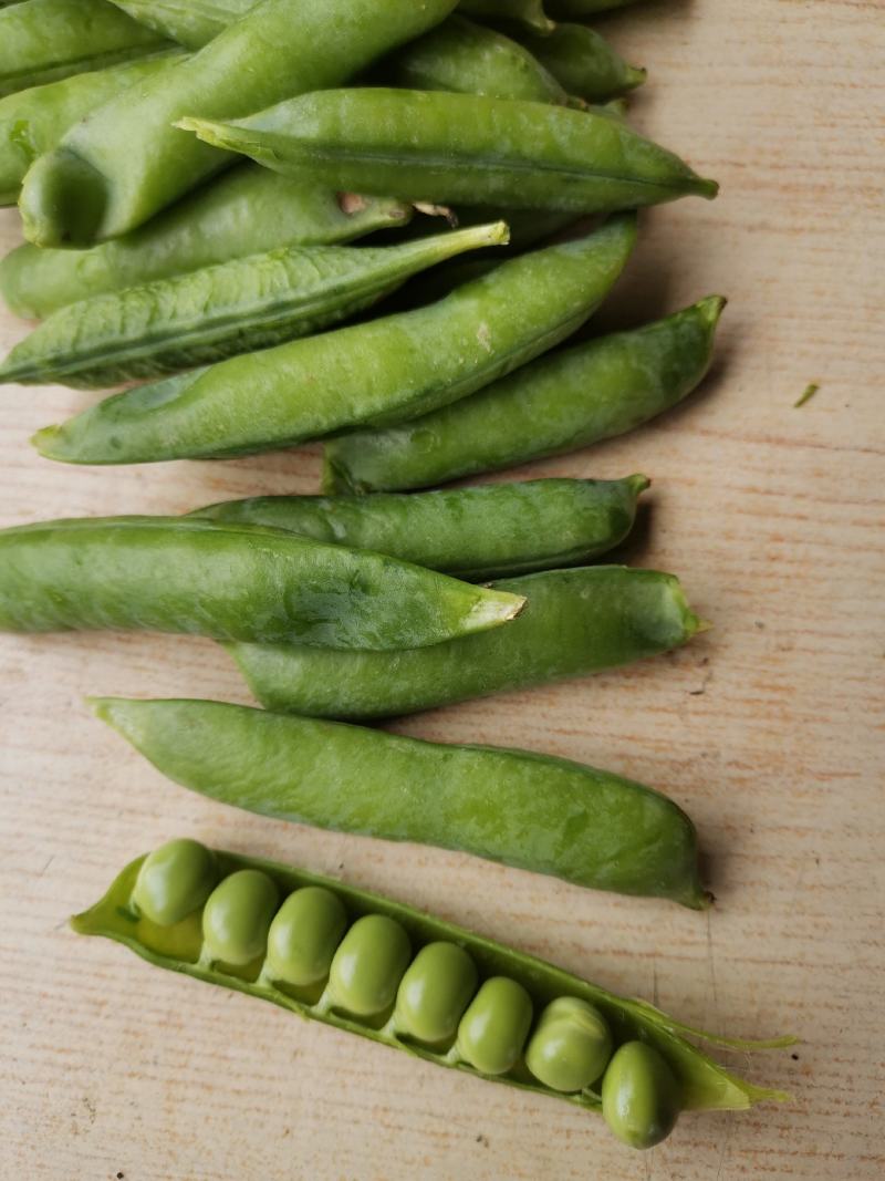 大角青豌豆和小角白豌豆，货源充足量大从优
