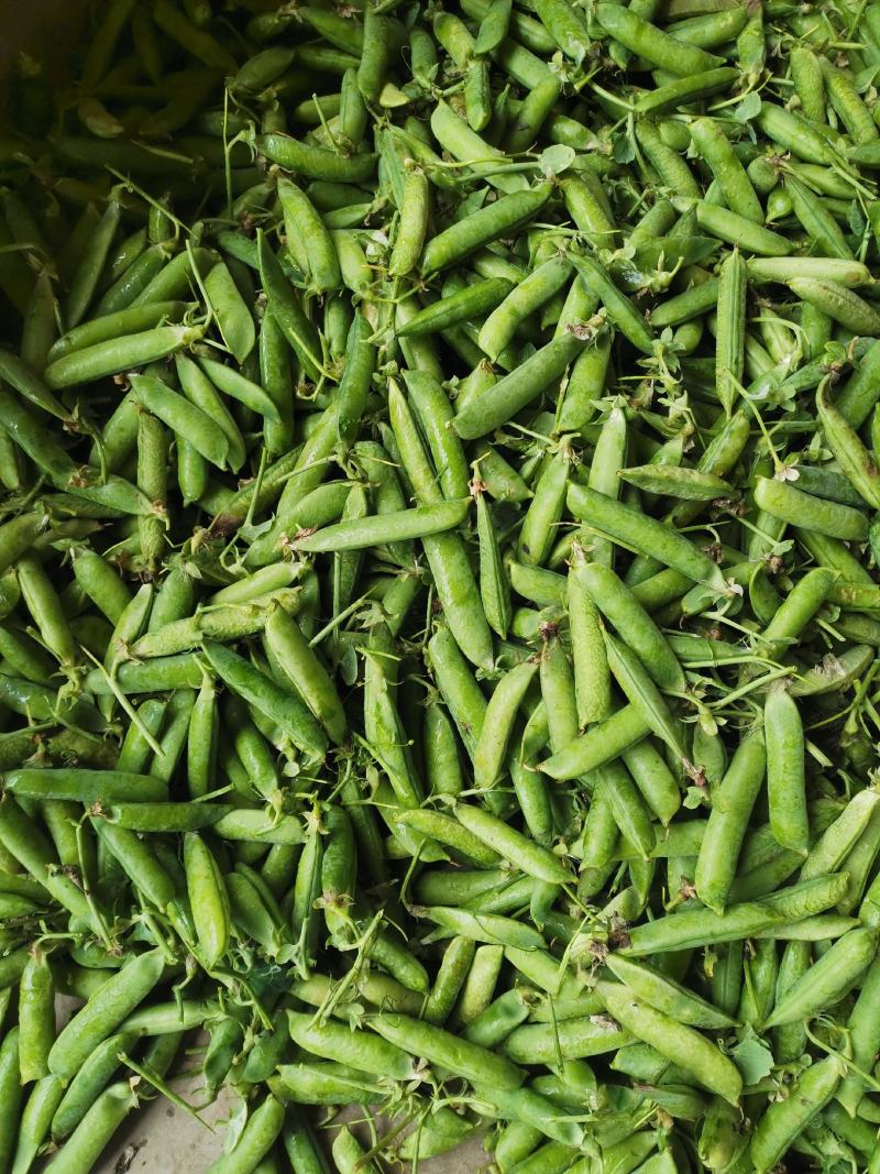 大角青豌豆和小角白豌豆，货源充足量大从优