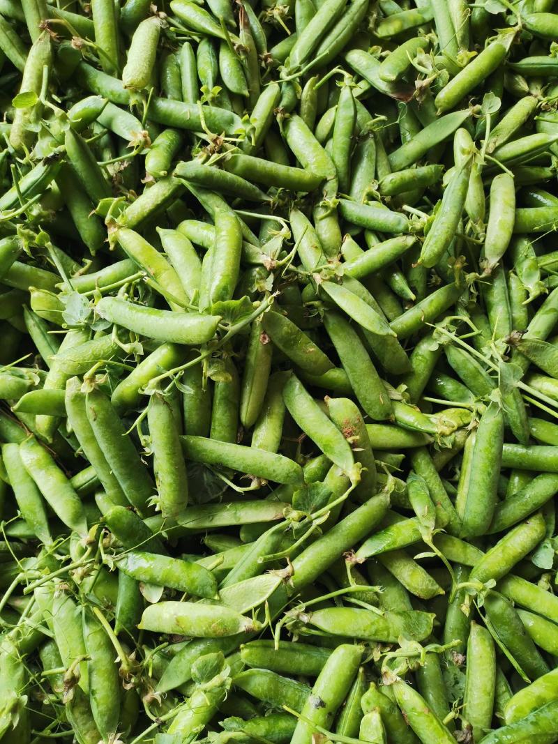 大角青豌豆和小角白豌豆，货源充足量大从优