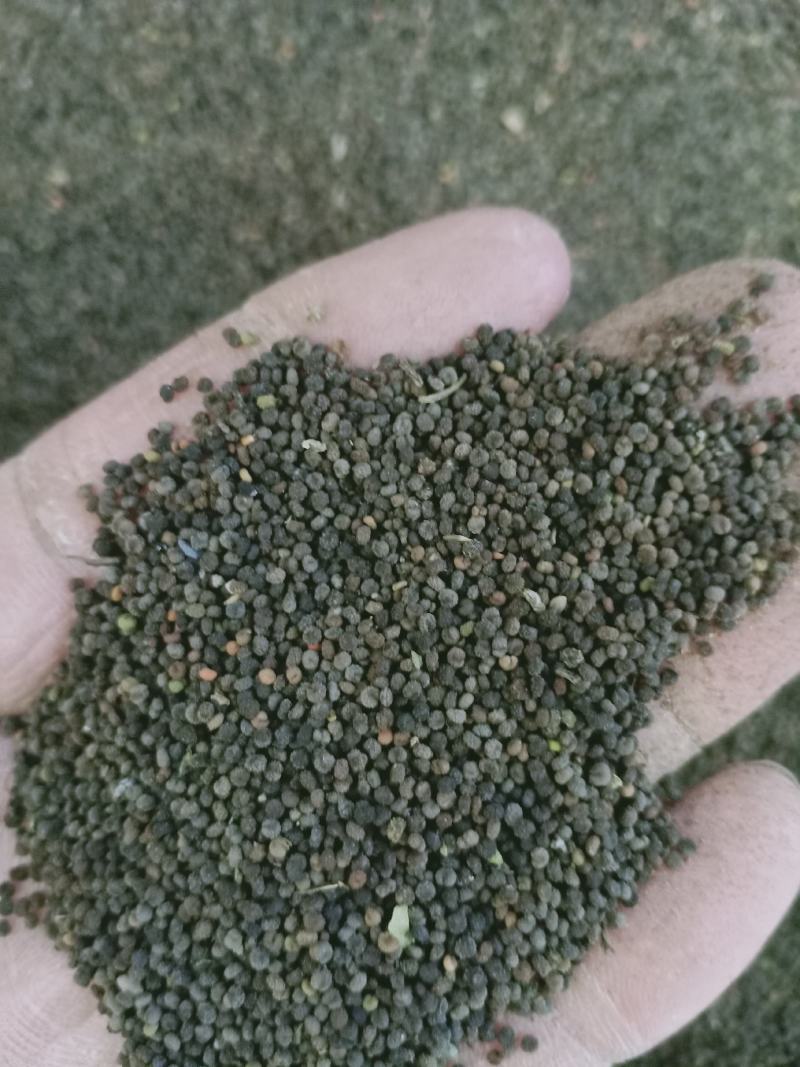 白花菜子，中药材白花菜子，经营各种中药材欢迎咨询合作！