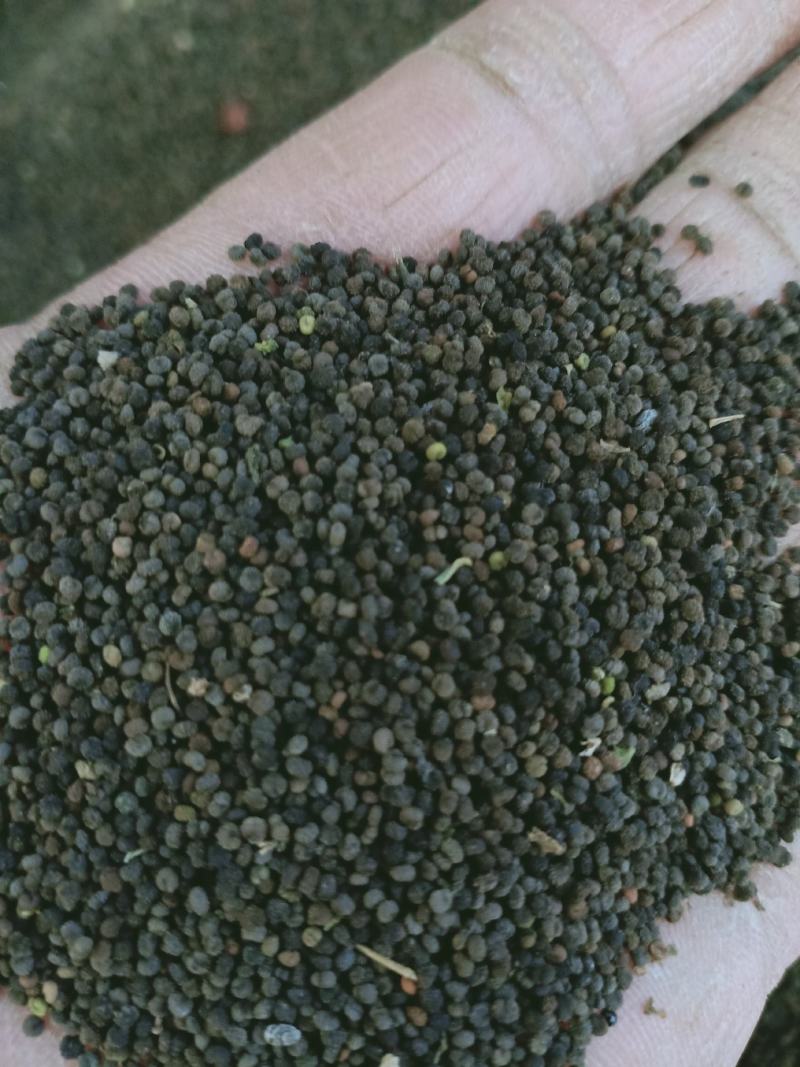 白花菜子，中药材白花菜子，经营各种中药材欢迎咨询合作！
