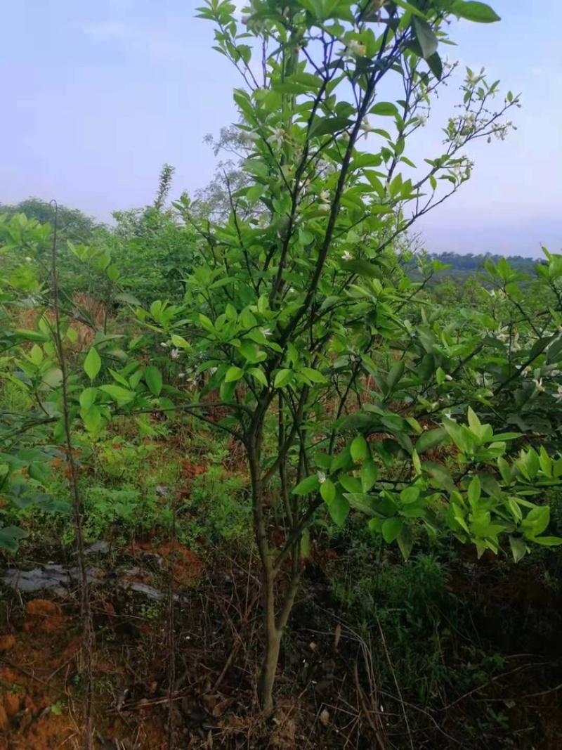 大量香橼树出售，地径4公分左右