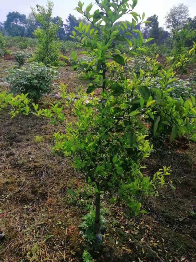 大量香橼树出售，地径4公分左右