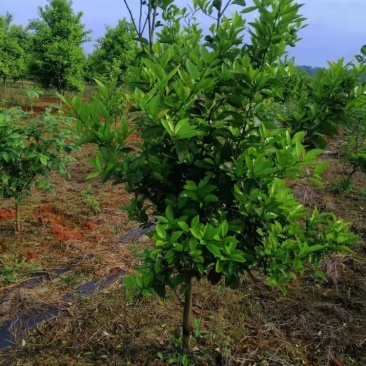 大量香橼树出售，地径4公分左右