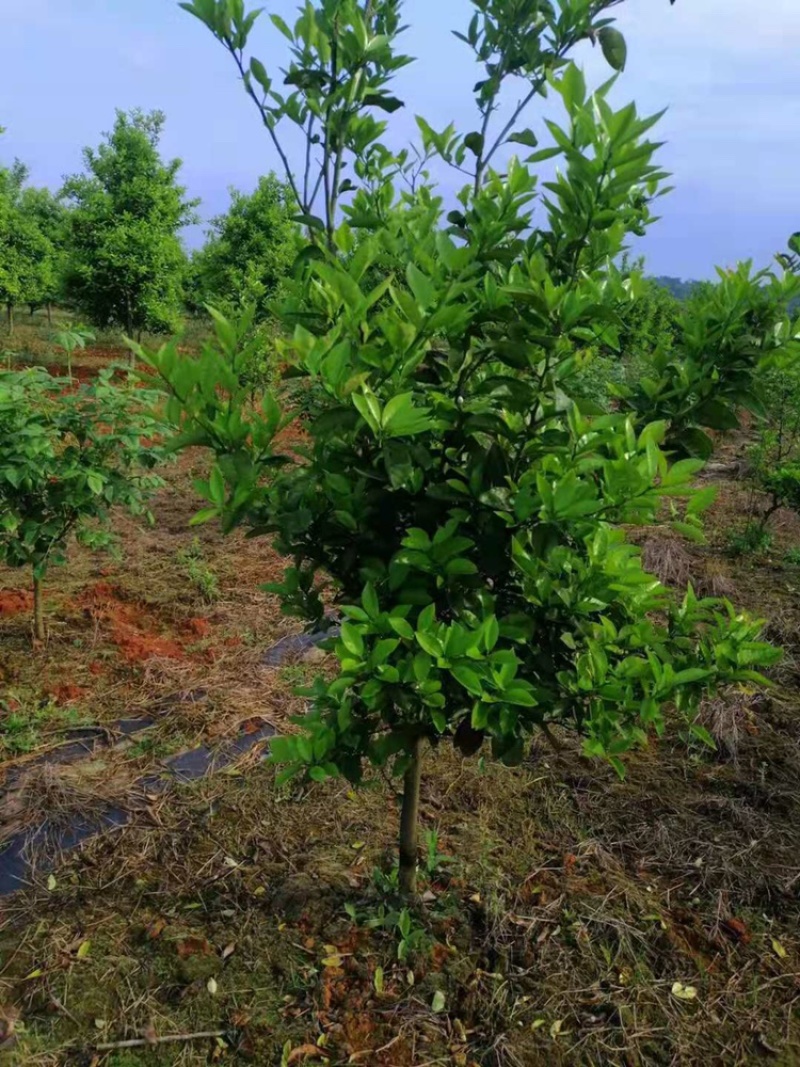 大量香橼树出售，地径4公分左右