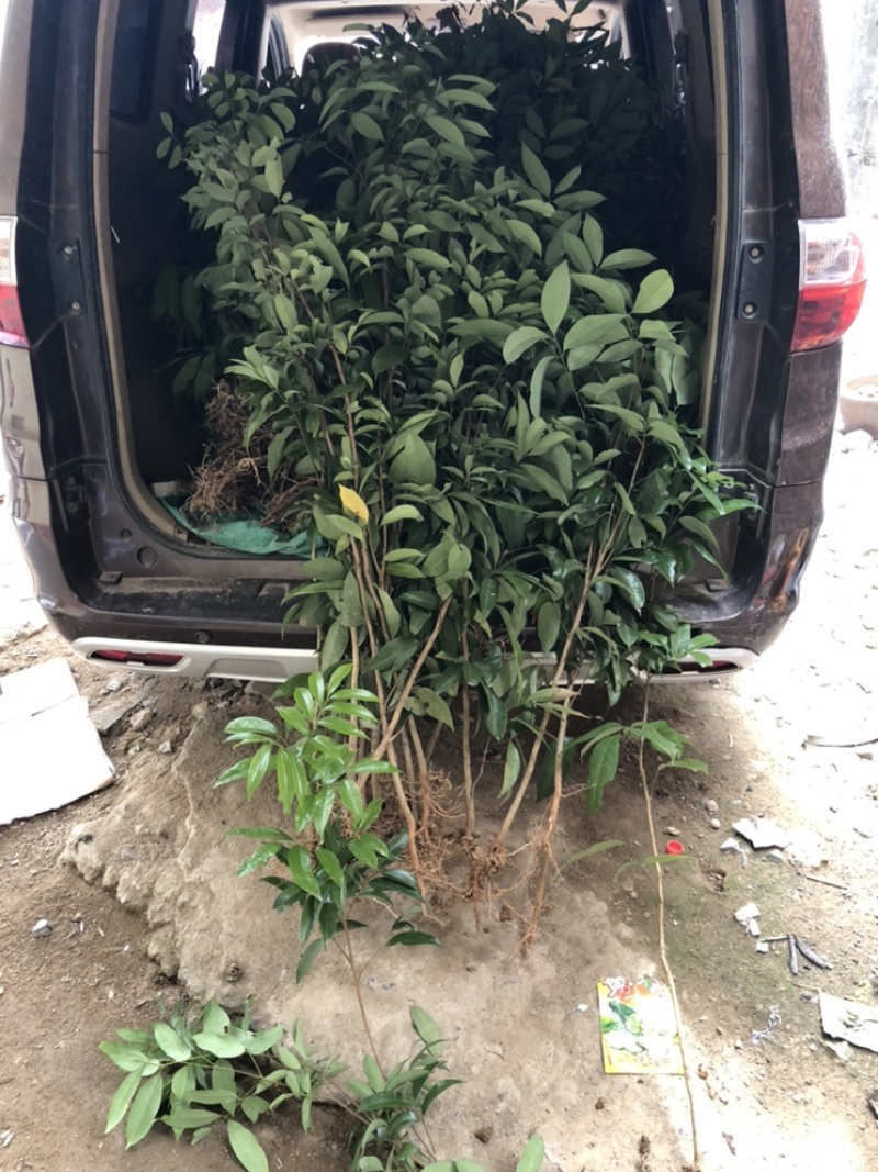 荔枝直生苗荔枝播种小苗20～1米高度荔枝芽苗