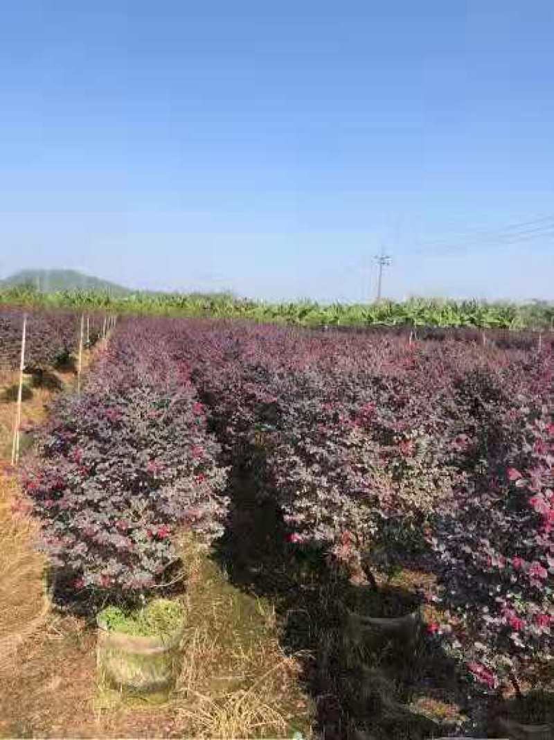 红花继木1.2米高红花继木大量供应