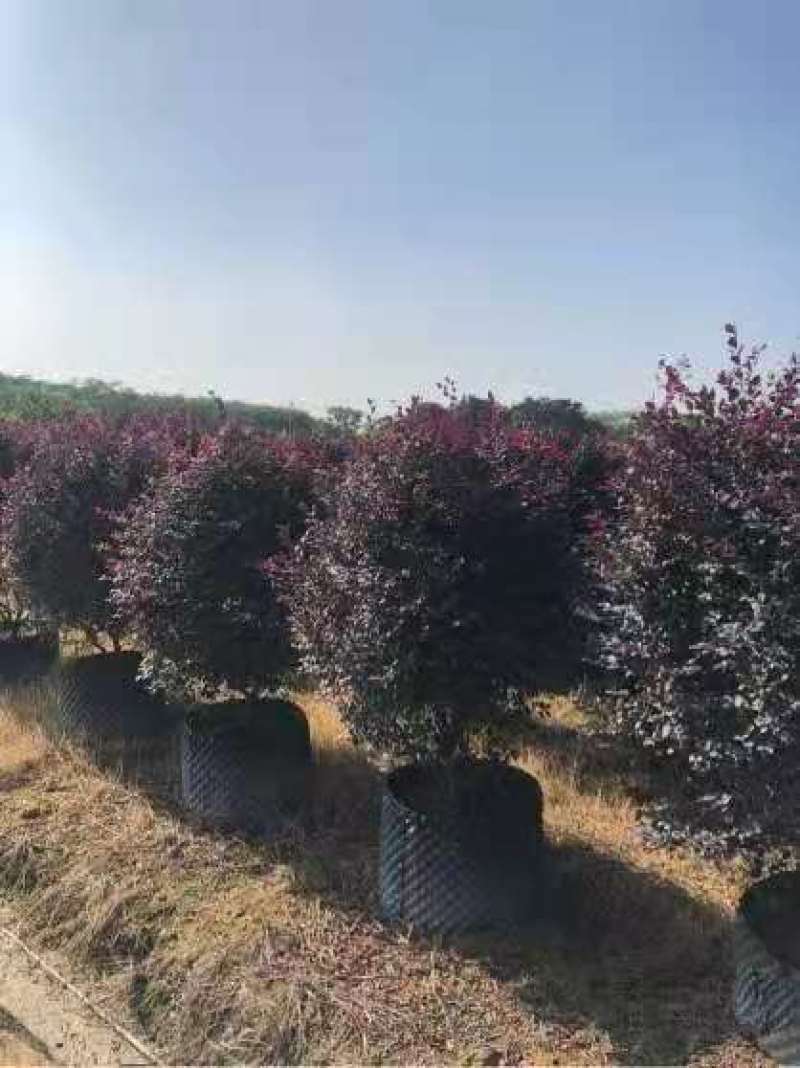 红花继木1.2米高红花继木大量供应