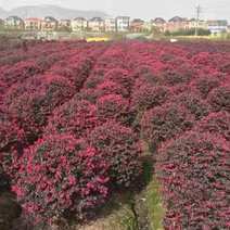 红花继木1.2米高红花继木大量供应