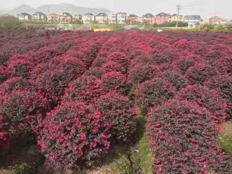 红花继木1.2米高红花继木大量供应