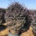 红花继木1.2米高红花继木大量供应