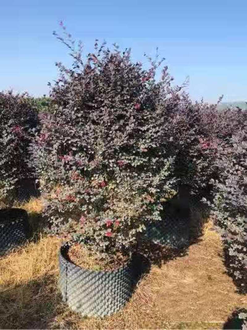 红花继木1.2米高红花继木大量供应