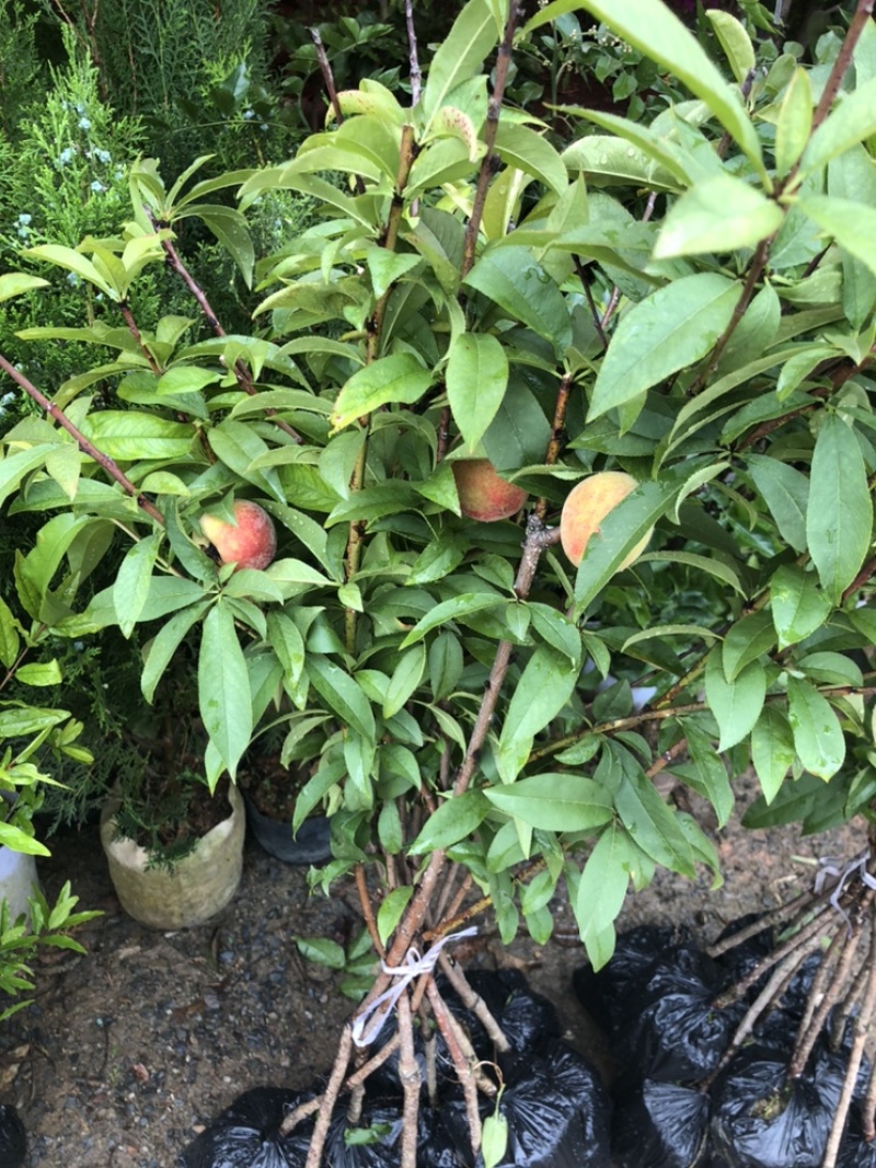 水蜜桃苗鹰嘴桃苗嫁接两年苗一米左右高度