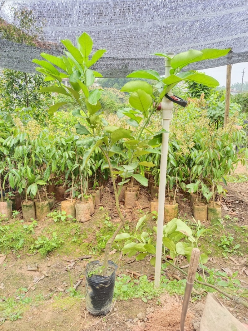 包邮青皮红心柚树苗嫁接苗可以多季结果发货带杯一起