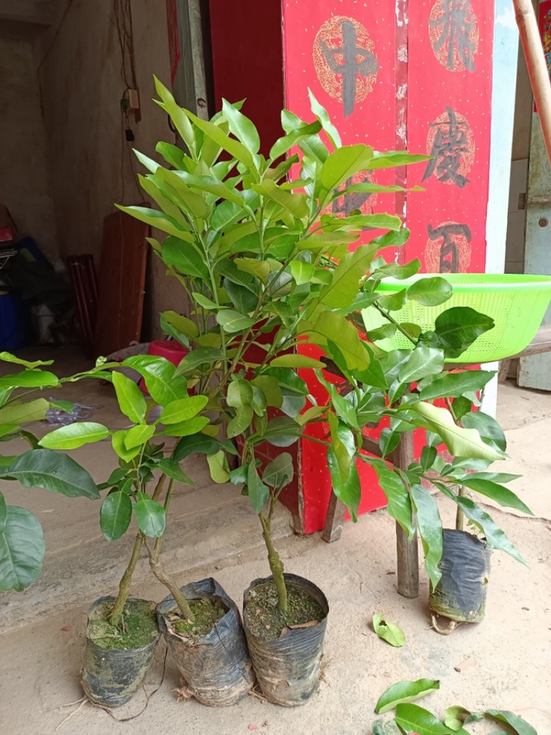 包邮青皮红心柚树苗嫁接苗可以多季结果发货带杯一起