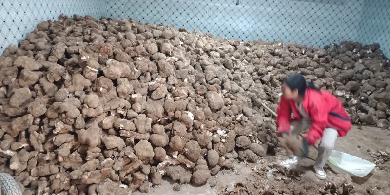 超高性价比茯苓正品保障24小时在线服务品质保证
