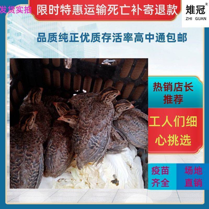半大真珠鸡活体五黑鸡贵妃鸡泰和乌鸡白凤乌鸡包活到家