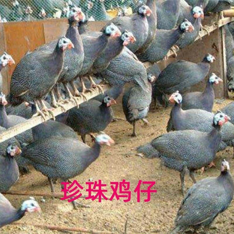 半大真珠鸡活体五黑鸡贵妃鸡泰和乌鸡白凤乌鸡包活到家