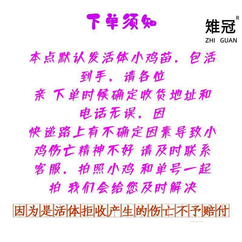 半大真珠鸡活体五黑鸡贵妃鸡泰和乌鸡白凤乌鸡包活到家