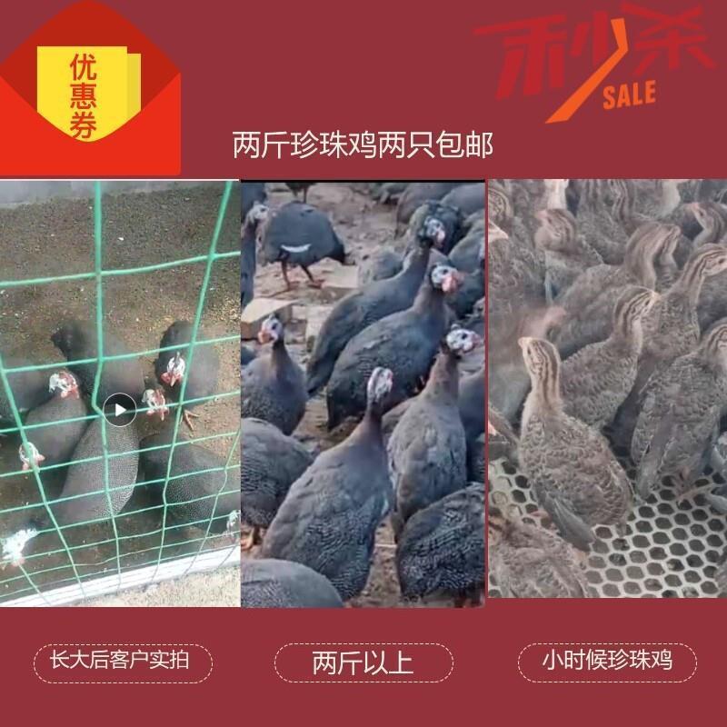 半大真珠鸡活体五黑鸡贵妃鸡泰和乌鸡白凤乌鸡包活到家