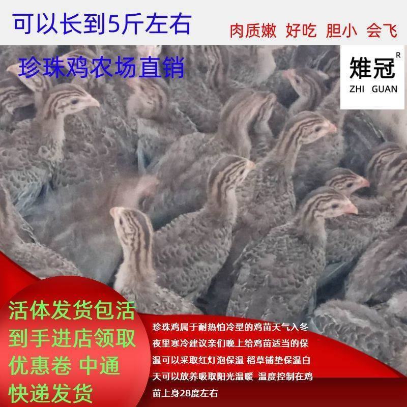 半大真珠鸡活体五黑鸡贵妃鸡泰和乌鸡白凤乌鸡包活到家