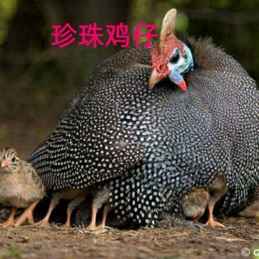 半大真珠鸡活体五黑鸡贵妃鸡泰和乌鸡白凤乌鸡包活到家