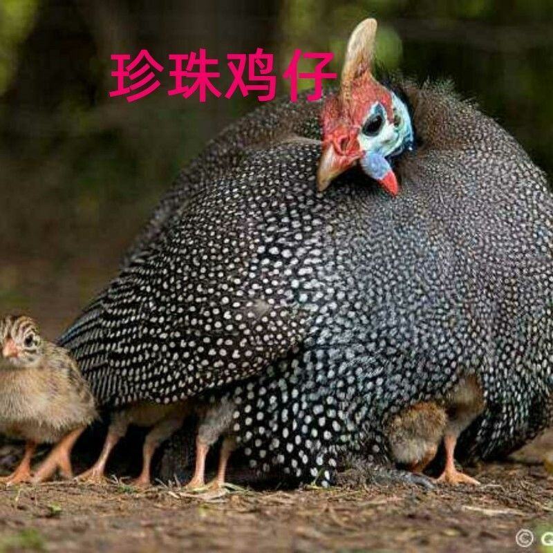 半大真珠鸡活体五黑鸡贵妃鸡泰和乌鸡白凤乌鸡包活到家
