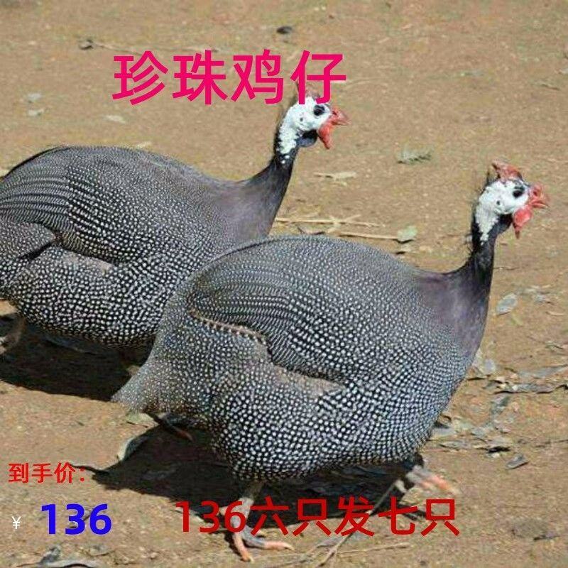半大真珠鸡活体五黑鸡贵妃鸡泰和乌鸡白凤乌鸡包活到家