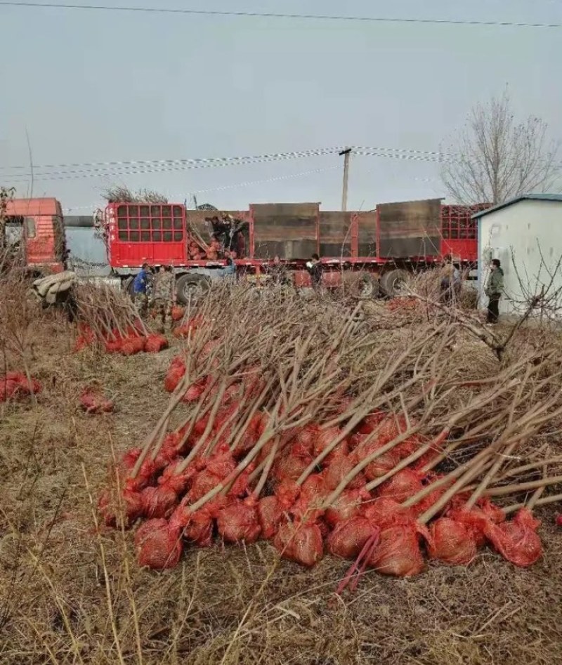 黄栌，黄栌树，3公分5公分8公分10公分12公分15公分