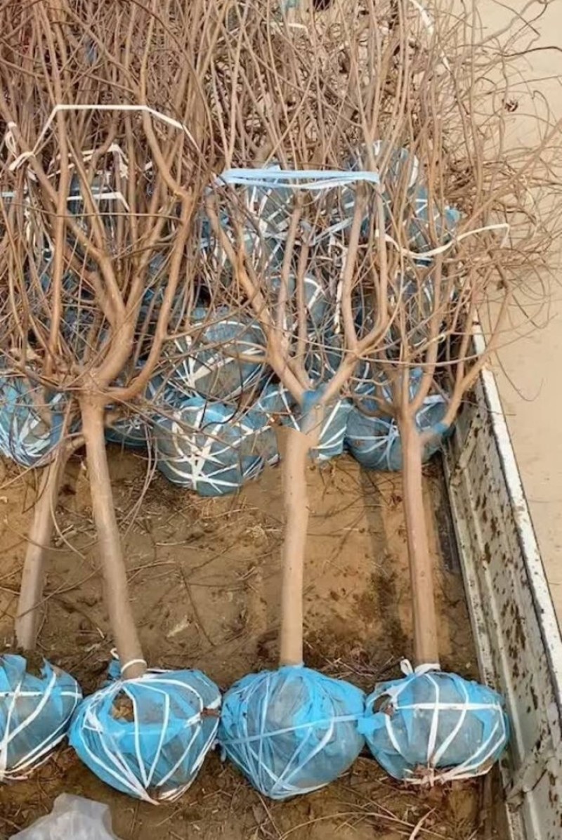 黄栌，黄栌树，3公分5公分8公分10公分12公分15公分